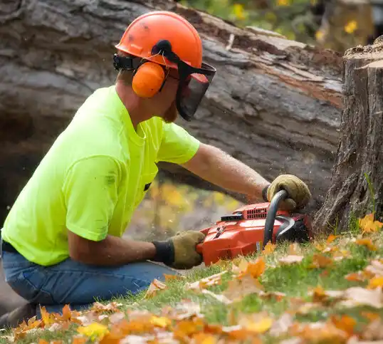 tree services Jackson